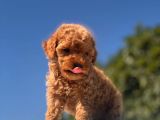 Teacup Toy Poodle Kızımız