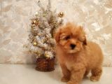 Süper Kali̇te Malti̇poo Bebek