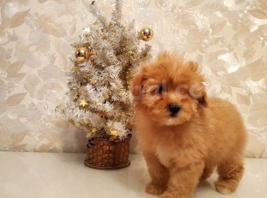 Süper Kali̇te Malti̇poo Bebek görsel