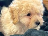 A Kalite Maltipoo Bebeklerimiz