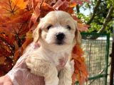 Pasaportlu Malti̇poo Bebekleri̇mi̇z
