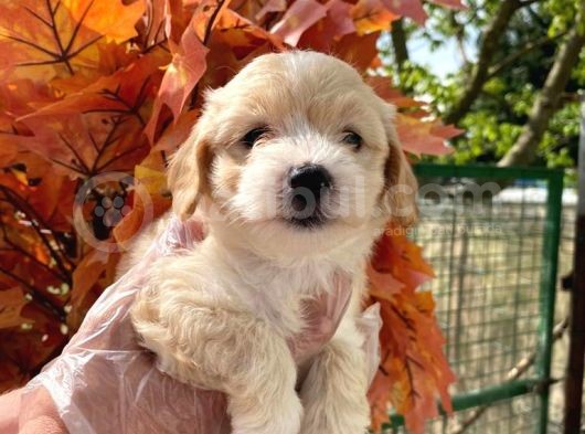 Irk Garanti̇li̇ Malti̇poo Yavrularimizz görsel