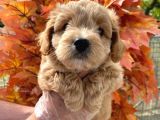 A Kalite Maltipoo Bebeklerimiz