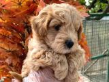 Sağlik Garanti̇li̇ A Kali̇te Malti̇poo Bebeklerr