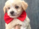 Di̇zayn Malti̇poo  Bebeklerr