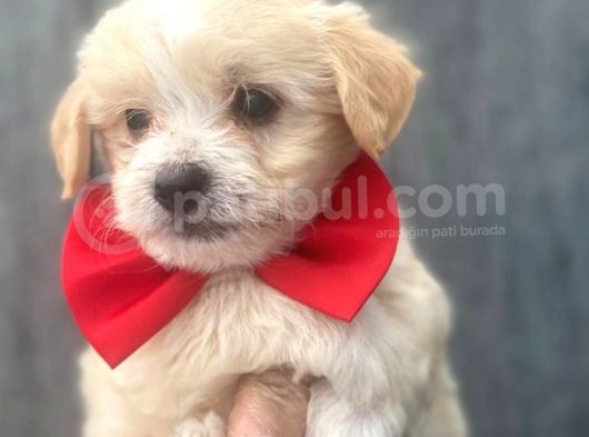 Di̇zayn Malti̇poo  Bebeklerr