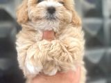 Irk Garanti̇li̇ a Kali̇te Malti̇poo Bebekleri̇mi̇zz