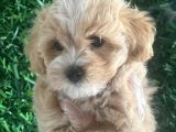 Di̇zayn Malti̇poo Yavrularr
