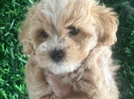 Di̇zayn Malti̇poo Yavrularr