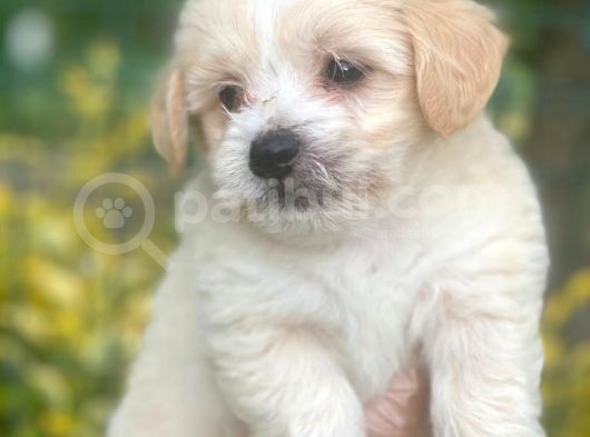 Di̇zayn Malti̇poo Yavrularr görsel