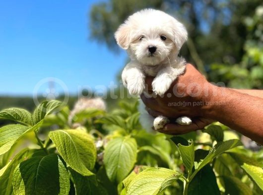 Yavru Maltese Terrier