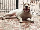Üst Sınıf A Kalite Dogo Yavrular