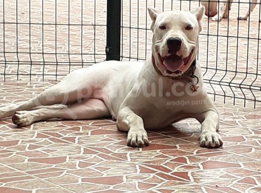 Üst Sınıf A Kalite Dogo Yavrular görsel