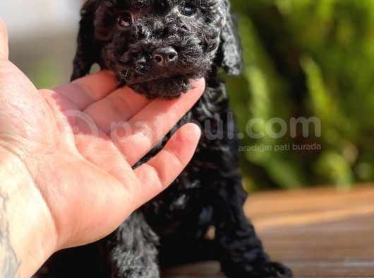Siyah Toy Poodle görsel