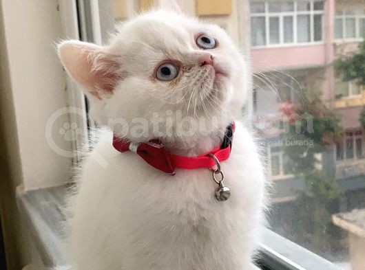 Acil Mavişime Yuva görsel
