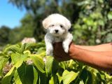 Yavru Maltese Terrier