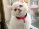 Acil Mavişime Yuva
