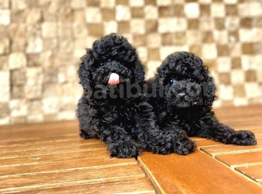 Siyah Toy Poodle