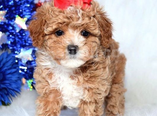 Safkan F2 Maltipoo Yavrularımız görsel