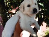 Bebek Yüz Golden Yavrular