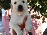 Bebek Yüz Golden Yavrular