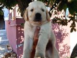 Bebek Yüz Golden Yavrular