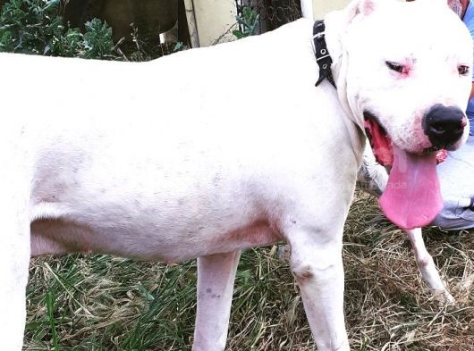 Üst Sınıf A Kalite Dogo Yavrular