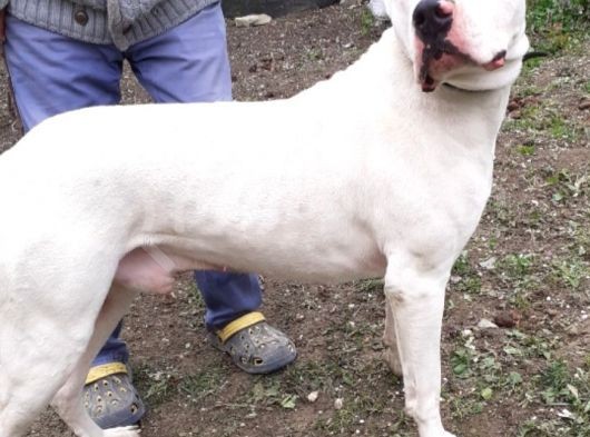 Üst Sınıf A Kalite Dogo Yavrular görsel