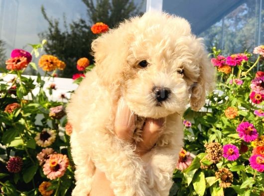Apri̇kot Toy Poodle Yavrularimiz görsel