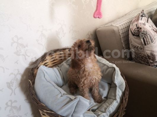 62 Günlük Redbrown Erkek Poddle görsel