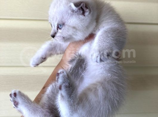 Safkan Blue Point Scottish görsel