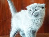 Scottish Fold Yavrular