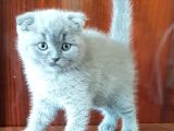 Scottish Fold Yavrular