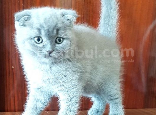 Scottish Fold Yavrular görsel