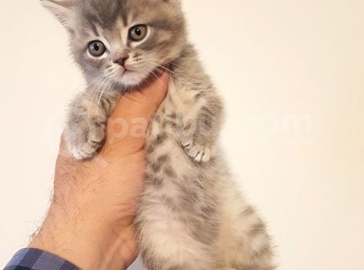 British Shorthair Yavruları