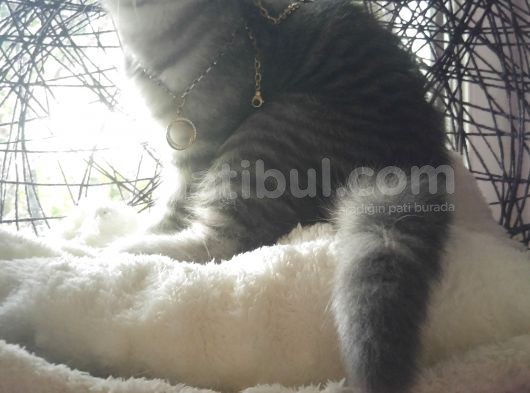 Safkan Asili Karneli Blue Silver Tabby Rengi görsel