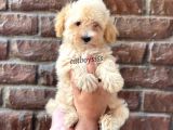 Apricot Kayısı Renk Maltipoo Yavrularımız