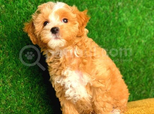 Irk Ve Sağlık Garantili Maltipoo Yavrularımız