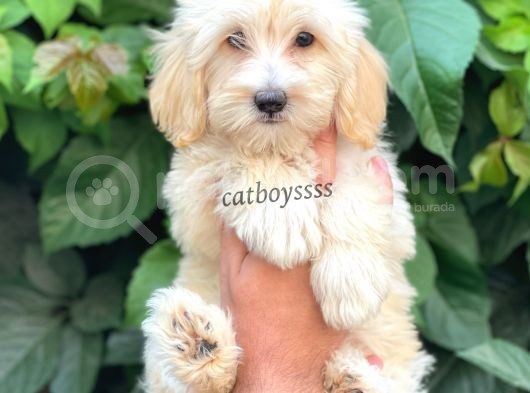Sevimli Pofuduk Dişi Maltipoo Bebeğimiz görsel