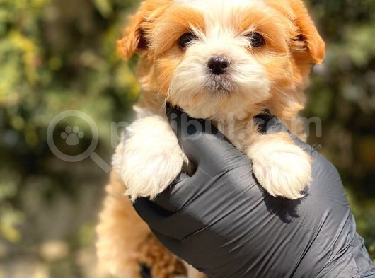 Safkan Maltipoo Yavrularımız görsel