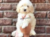 Sevimli Beyaz Maltipoo Yavrularımız