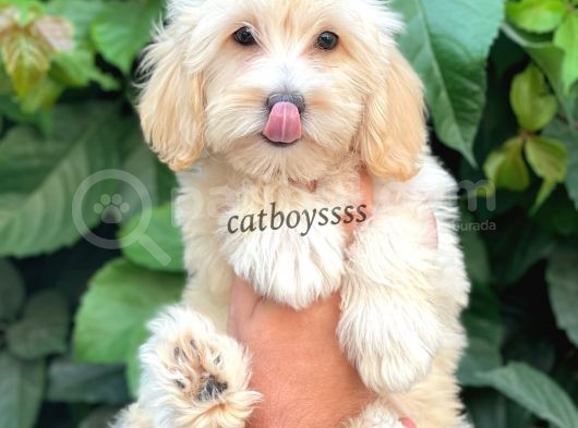 Sevimli Pofuduk Dişi Maltipoo Bebeğimiz görsel