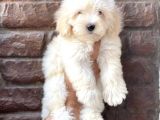 Sevimli Beyaz Maltipoo Yavrularımız