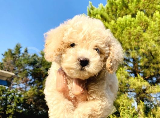 Apri̇kot Toy Poodle Yavrularimiz görsel