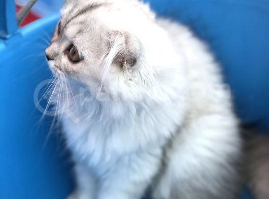 Scotish Longhair Silver görsel