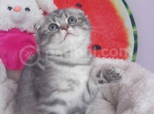 Safkan Asili Karneli Blue Silver Tabby Rengi görsel