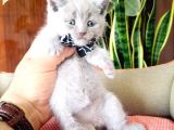 British Shorthair Yavruları