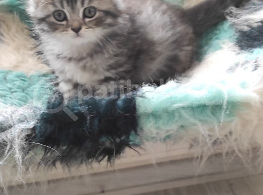 3 Aylık British Longhair Erkek Yavrumuzu Sahiplendiriyoruz görsel