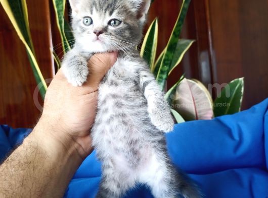 British Shorthair Yavruları