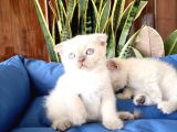 Scottish Fold Yavrular